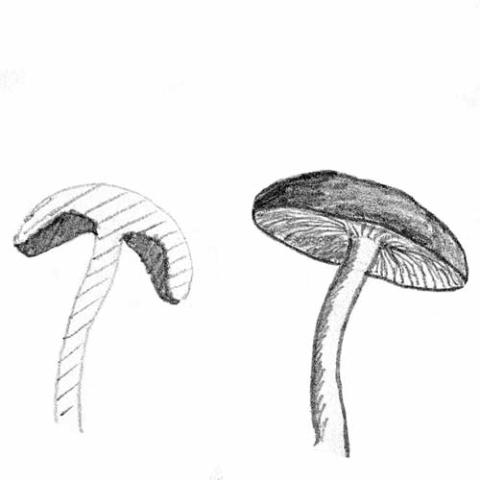 Fungi Gills: adnexed