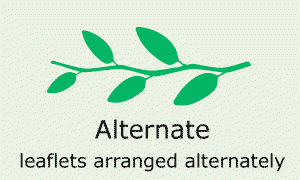 Plantae-ID Leaf-Shape: alternate
