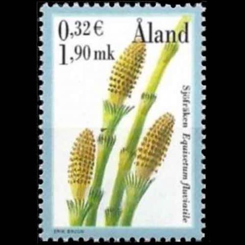Åland postage - Equisetum fluviatile (Water horsetail)