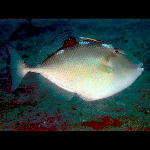 Abalistes stellaris (Starry triggerfish)