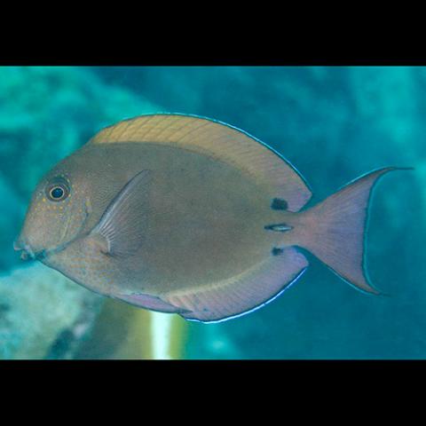Acanthurus nigrofuscus (Lavender tang)