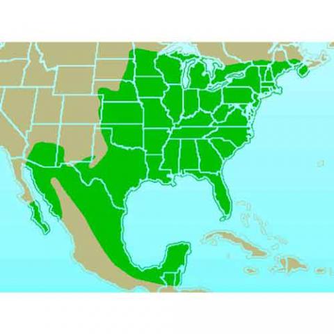 Cardinalis cardinalis (Northern cardinal) map
