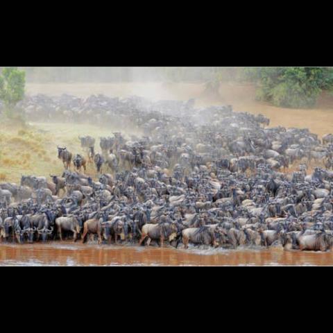 Connochaetes taurinus (Blue wildebeest) migration