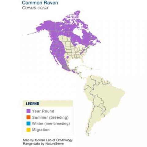 Corvus corax (Common raven) map