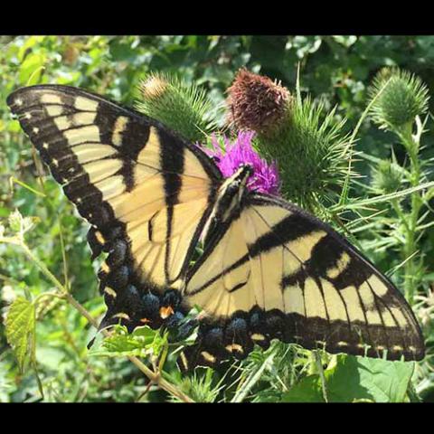 Papilio glaucus (Eastern tiger swallowtail)