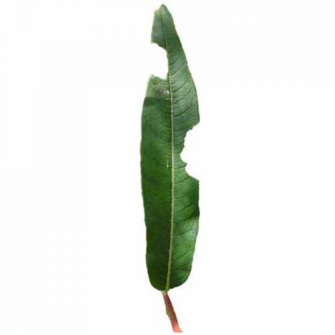 Chamaenerion angustifolium (Fireweed) leaf