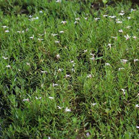 Lobelia chinensis (Asian lobelia) plants