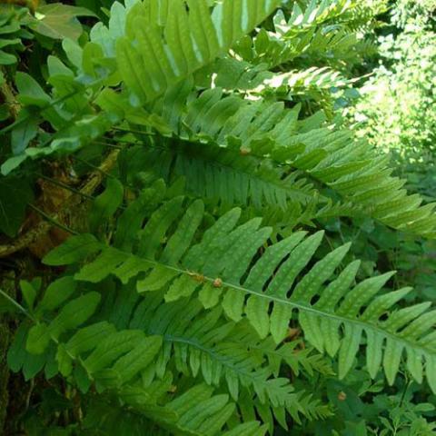 Polypodium vulgare (Common polypody) leaves