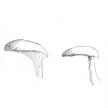Fungi Cap Shape: offset