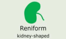 Plantae-ID Leaf-Shape: reniform