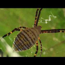 Argiope trifasciata (Banded garden spider)