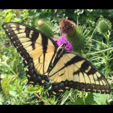 Papilio glaucus (Eastern tiger swallowtail)