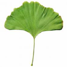 Gingko biloba (Maidenhair tree) leaf