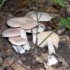 Entoloma sinuatum (Livid entoloma)