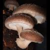 Lentinula edodes (Shiitake) cap and gills